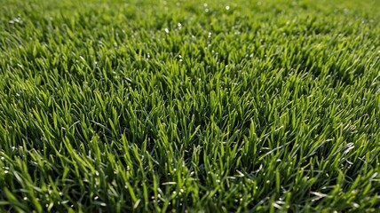 Obraz premium Lush green grass blades glistening in the sunlight, creating a vibrant and refreshing atmosphere.