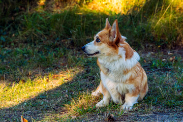 Hund der Rasse Pembroke Welsh Corgi sitzt im Gras.