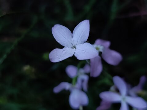 purple and white mattiola with water drop 
