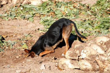 dog with its head buried in the ground