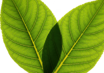 Green leaf close up macro isolated on transparent background