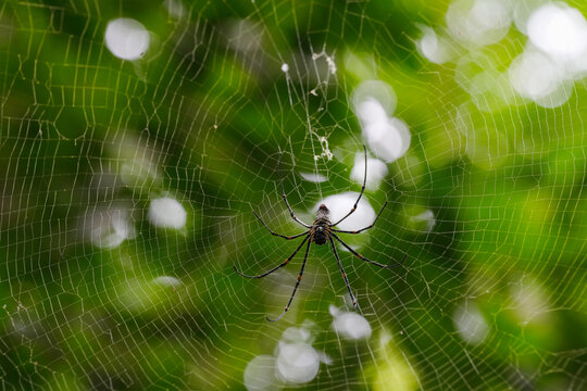 golden orb weaver spider on web - Powered by Adobe