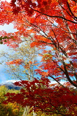  秋の乗鞍高原、一ノ瀬園地。松本、長野、日本。10月中旬。