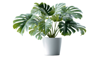Large Swiss Cheese Plant Leaves in White Pot on Light Surface, cut out transparent