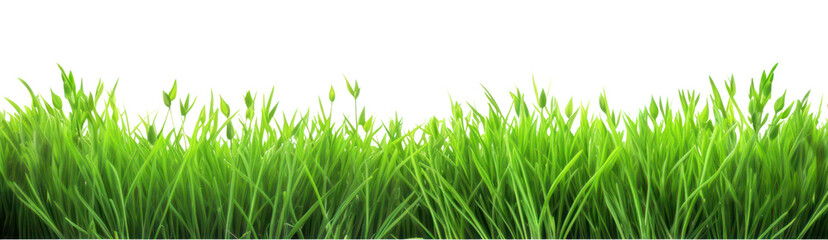 Obraz premium PNG Green grass backgrounds nature plant.