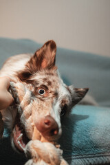 Playful red merle Border Collie biting a rope toy while lying on the couch, full of energy. The...