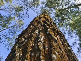 Majestic Pine: Upward Gaze at Textured Bark and Green Canopy Against a Bright Blue Sky