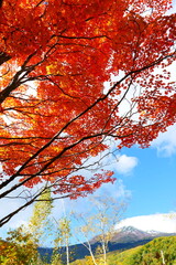  秋の乗鞍高原、一ノ瀬園地。松本、長野、日本。10月中旬。