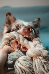 Playful red merle Border Collie biting a rope toy while lying on the couch, full of energy. The...