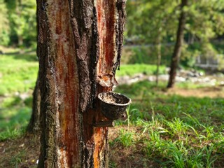 A traditional pine tree tapping process by local workers in rural forest area to collect natural resin for commercial use