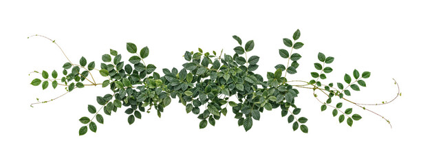creeping plant or climbing vine (Hedera helix, English Ivy, Cissus spp) cut-out, isolated on white background. Clipping path PNG for garden and landscape design	
