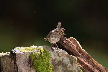 Junges Rotkehlchen auf Ast