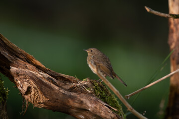 Junges Rotkehlchen auf Ast