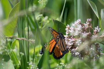 Monarch butterfly on a milkweed flower among the tall grasses
