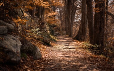 A path through a forest with a few trees and rocks