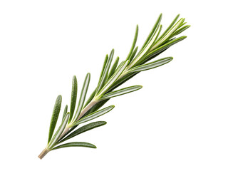 Fototapeta premium Fresh rosemary sprig isolated on transparent background, PNG