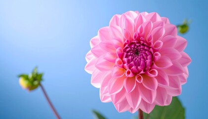 Close-up of a delicate pink dahlia