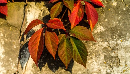 Vibrant autumn leaves clinging to a weathered stone wall