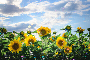 sunflowers in the field