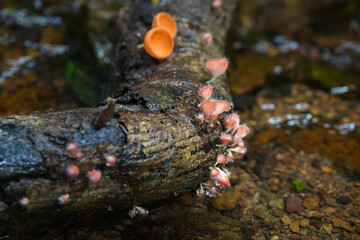 Champagne Cup Mushroom,pink burn cup  in the forest