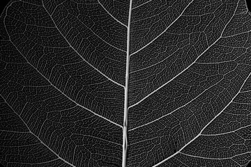 Obraz premium Intricate Patterns of a Leaf Close-up on a Black Background