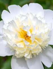 Close-up of a pristine white peony, delicate petals, and a vibrant yellow center