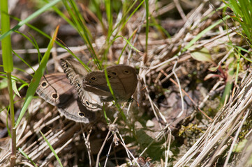 Little wood satyr butterflies in the grass together