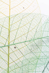 Delicate Skeleton Leaves in Soft Colors on a Light Background