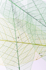 Delicate Stage of Skeleton Leaves Overlapping with Soft Green Tones