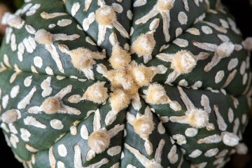 Close-Up of Unique Cactus with Distinctive Spines and Patterns