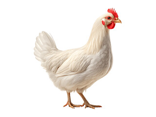A white hen isolated on transparent background, PNG