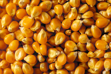 Close-up of Vibrant Yellow Corn Kernels on Wooden Background