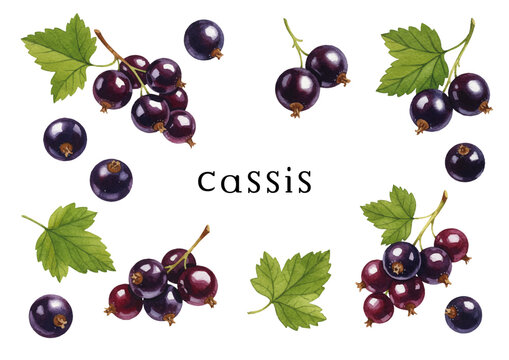 Vector watercolor Cassis / 水彩テイストのカシスイラスト