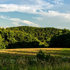 Forest meadow at sunset