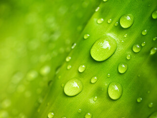 Background and Texture Water drops on banana leaves, macro of backdrop nature
