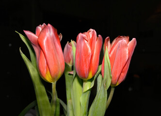 Fototapeta premium Close up of blooming red tulip flowers with green leaves, captured indoors with flash lighting against a dark background.