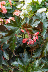 Exotic and beautiful begonia flowers blooming in the garden.