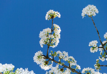 Close-up of cherry blossom tree branches covered in white flowers under a clear deep blue spring sky.