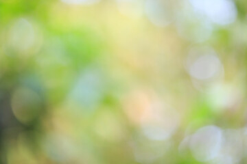 Obraz premium Soft Blurred Background with Natural Green and Yellow Tones