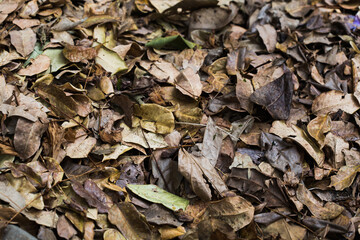 Brown and Yellow Fallen Leaves on Forest Floor Nature Background