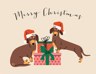 Christmas Dachshunds with Gift boxes and Merry Christmas Text. Santa Dachshunds and present flat illustration. Cute cartoon sausage dogs. 