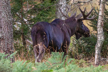 black bull elk