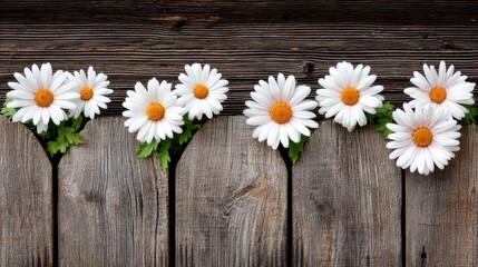 Obraz premium Flowers blooming over wooden fence in nature bright daytime scene vibrant garden view