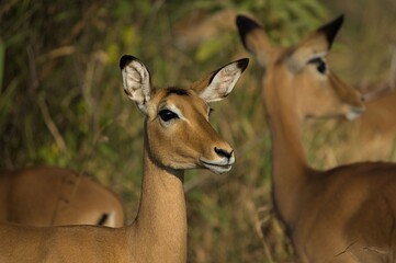 Close-up of Impala (Aepyceros melampus) in Natural Habitat