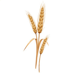 Fototapeta premium a strand of wheat plant