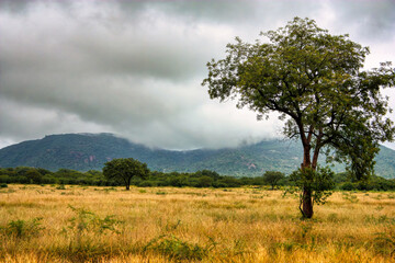 Naklejka premium african landscape savannah and mountain range with foggy tip, morula trees in foreground