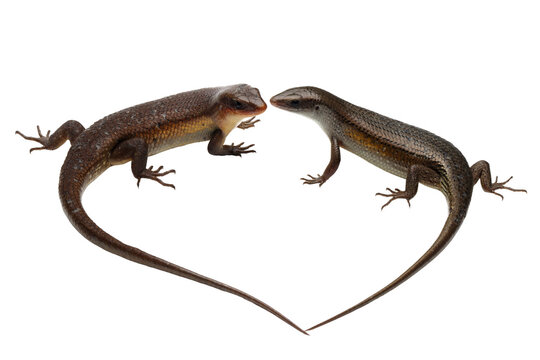 a pair of lizards eutropis multifasciata closeup from side view, Eutropis multifasciata lizard on isolated background
