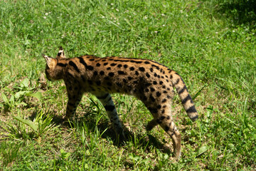 Silhouette Sauvage – Serval en marche au Zoo de Labenne