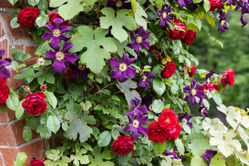 Beautiful red roses and clematis flowers blooming by a brick wall in a rose garden.