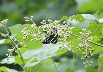 butterfly on a flower